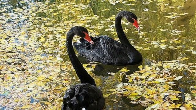 Аркадий Кобяков   -   Бабье лето