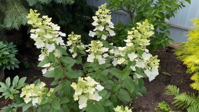 Гортензия метельчатая Конфетти Hydrangea paniculata Confetti  Восхитительная ажурная гортензия