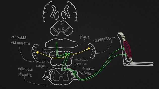 Проводящие пути глубокой (проприоцептивной) чувствительности. Пути Голля и Бурдаха.