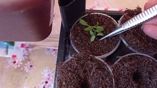 Гвоздика Диана, Корона, Турецкая... из семян, что делаю, 11.01.22