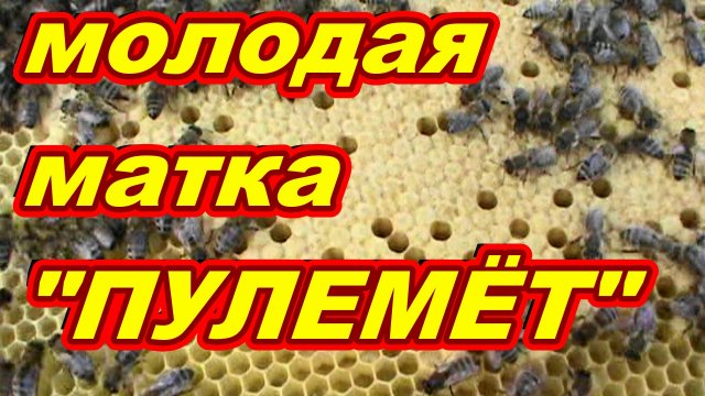 Отводок на свищевой маточник РЕЗУЛЬТАТ !!! Матка сеет как ''пулемёт" ! Как сделать отводок пчёл !