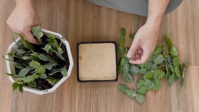 Рождественский кактус. Секреты размножения.