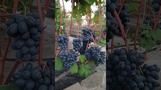 Виноград Руслан на 28.08.2018 г.