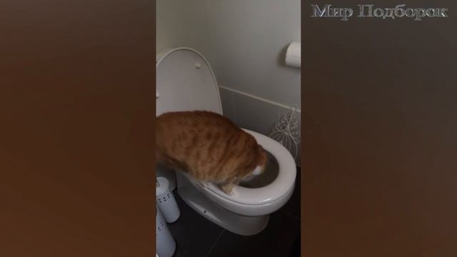 Кошки Купаются в Унитазе - Кошки Падают на Унитаз - Кошки и Унитаз