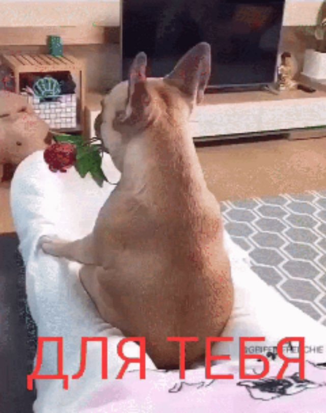 для тебя ❣️
