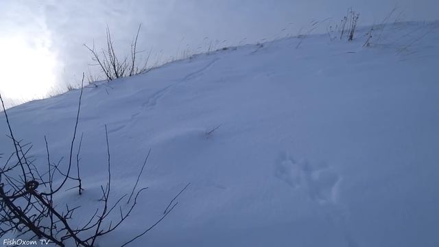 САМАЯ ЛУЧШАЯ ОХОТА НА ЗАЙЦА 2023! ШОК! ВЫГОНЯЮ ЗАЙЦА ПИНКОМ! Тропление зайца русака зимой по снегу.