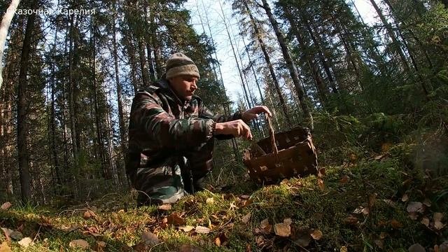 ПО МЕДВЕЖЬИМ СЛЕДАМ НАРВАЛСЯ НА ГРИБЫ! ГРИБНИК НЕ ОЖИДАЛ ЧТО ВПЕРЕДИ! ЕЛОВЫЙ ГРИБНОЙ ЛЕС! ГРИБЫ 202