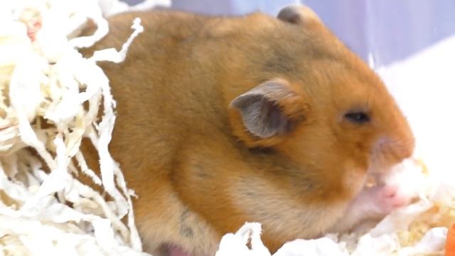 Хомячатам 1 день / кормлю хомячиху / цветок из хомяков / Алиса Изи Петс / Alisa Easy Pets