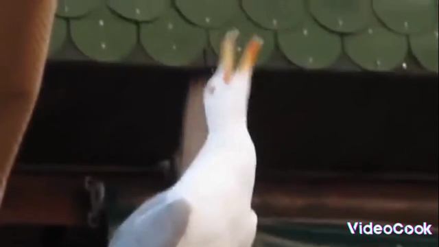 гусь