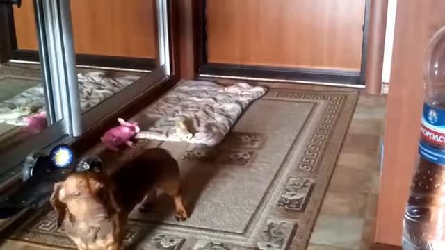 Такса одна дома!