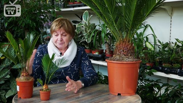 Самое древнее домашнее растение ? ЦИКАС, саговник ? Особенности ухода в домашних условиях