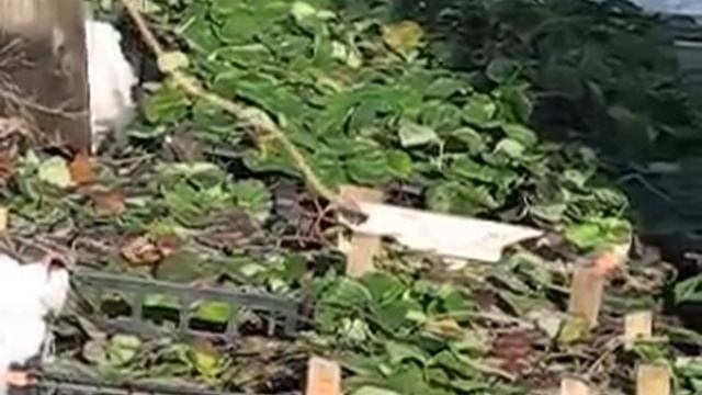 Как сохранить рассаду клубники зимой. Мой опыт.