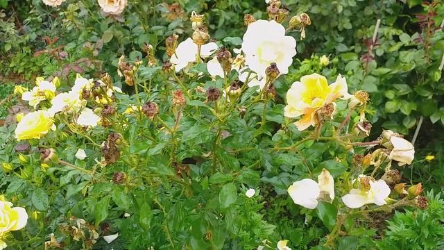 РОЗЫ не понравились ЭМБЕР САН Чайна Герл