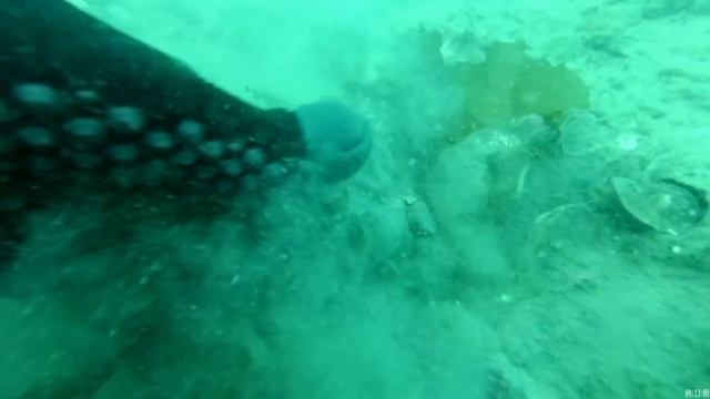 гребешок морской. Ловля гребешка в приморье. Жизнь в приморье. Как ловить гребешка.