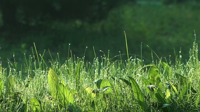 Звуки леса с пением птиц утром в лесу/Sounds of the forest with birds singing in the morning in the