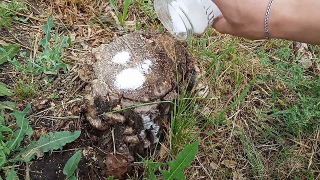 Как избавиться от пня научастке без корчевания