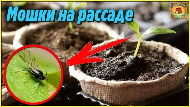 Что нужно делать если мошки на рассаде и как от них избавиться Дачные хитрости и полезные советы