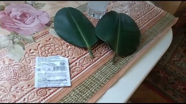 РАЗМНОЖЕНИЕ ФИКУСА ЭЛАСТИКА АБИДЖАН ВЕРХУШЕЧНЫМ ЧЕРЕНКОМ