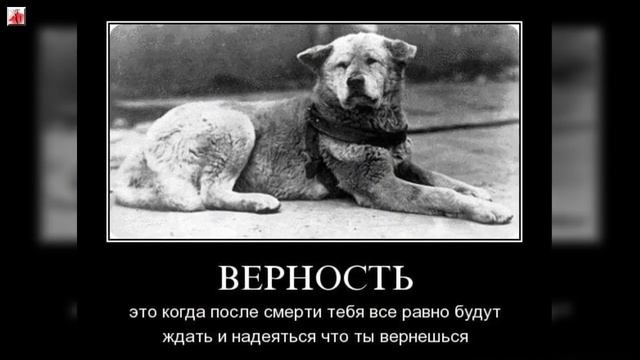 Собачья верность! Преданность собак удивляет и шокирует!