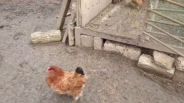 Куры породы брама: плюсы и минусы