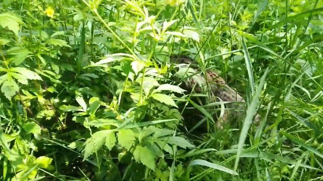 Дальневосточный лесной котёнок Шнурок в Приморском Сафари парке