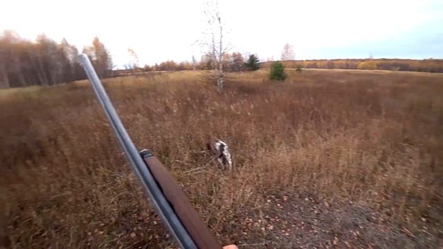 Охота на вальдшнепа. ЗОЛОТЫЕ РОССЫПИ ОСЕНИ