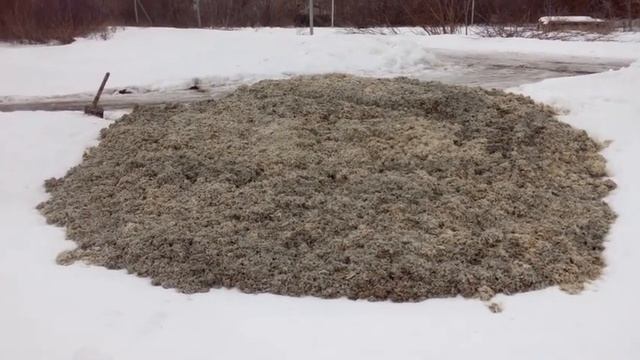 Свекольный жом - сочный корм