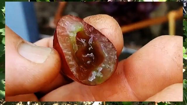 @Виноград Альянс Очень ранний виноград Вкусный виноград