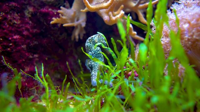 The Ocean 4K 🐠 The Beauty and Diversity of Marine Life - Relaxation & Calming Music