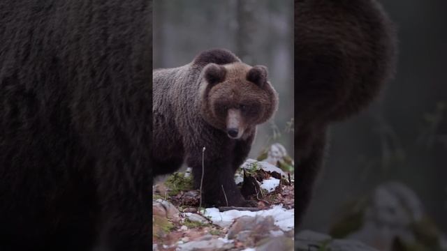 Дикая природа