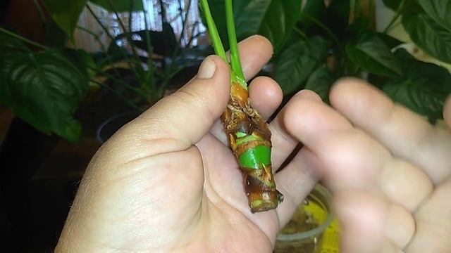 Антуриум, реанимация корней с нуля