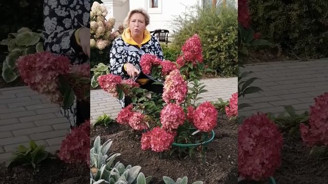 Гортензия "Ванила фрайз" -первый год посадки