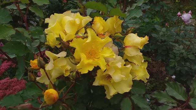 Роза Али Дорате ( Ali Dorate) #розы #розаалидорате