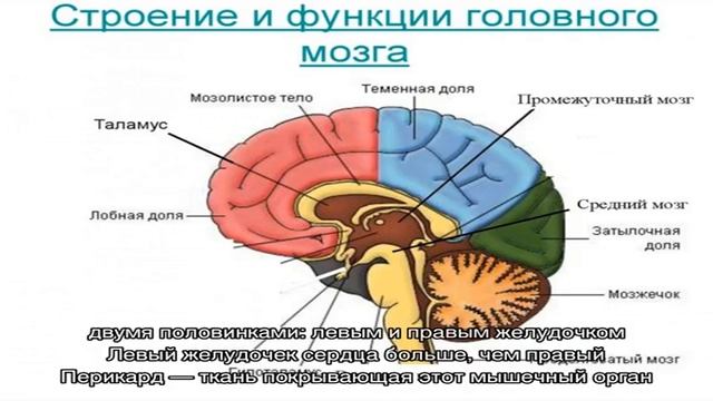 Анатомия человека. Строение и расположение внутренних органов человека. Органы грудной клетки, брю.