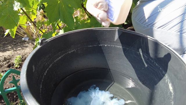 БОЛЕЗНИ ЛИСТЬЕВ ВИНОГРАДА - ОБРАБОТКА ВИНОГРАДА ОТ БОЛЕЗНЕЙ ЛЕТОМ ПО СХЕМЕ