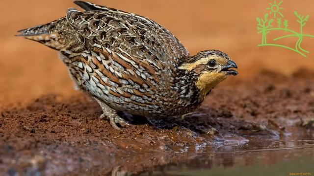 Голоса птиц как поёт перепел - перепёлка (Coturnix coturnix).mp4