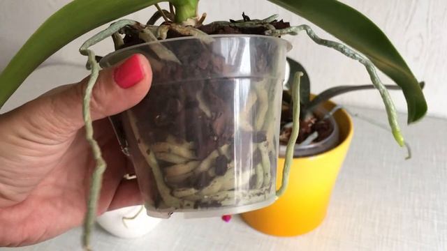 10 правил по уходу за орхидеями для новичков