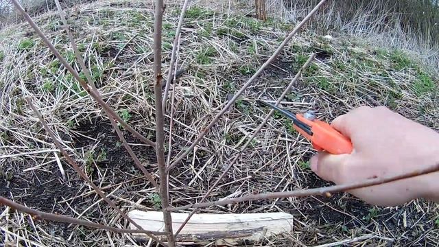 Вишня. Как я обрезал вишню при посадке весной