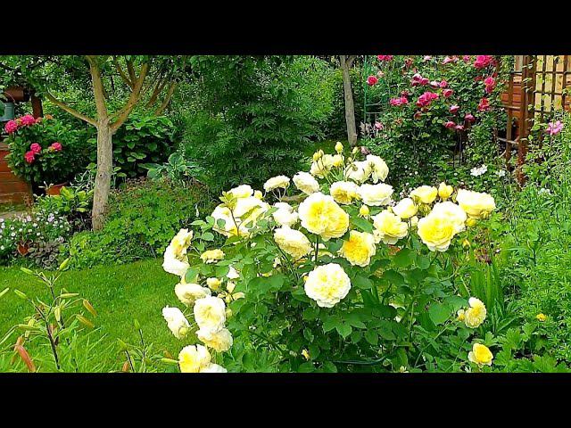 Роза Пилигрим The Pilgrim в моем саду  Красота то какая  Хороша и душиста