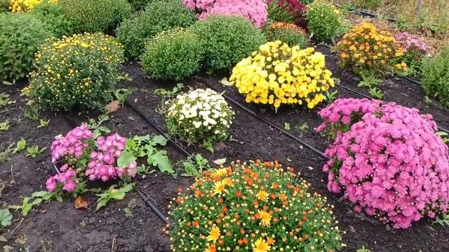 Хризантема мультифлора. Сорта, выращивание и хранение 07.10.23