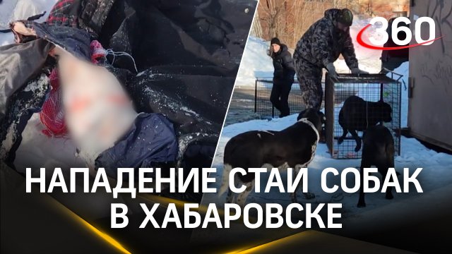 «Сняли скальп с мужчины, скорая – в шоке». Нападение стаи собак в Хабаровске