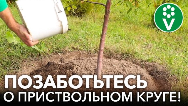 ВНЕСИТЕ ЭТО В ПРИСТВОЛЬНЫЙ КРУГ ОСЕНЬЮ, и деревья и кустарники удвоят урожай