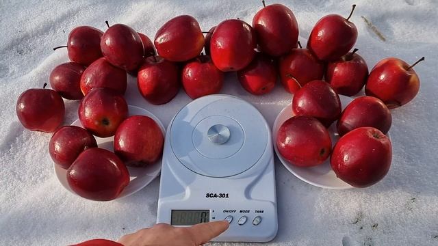 Яблоня Моди / Apple Modi