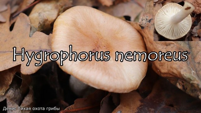 Съедобный позднеосенний гриб - Гигрофор дубравный | Hygrophorus nemoreus