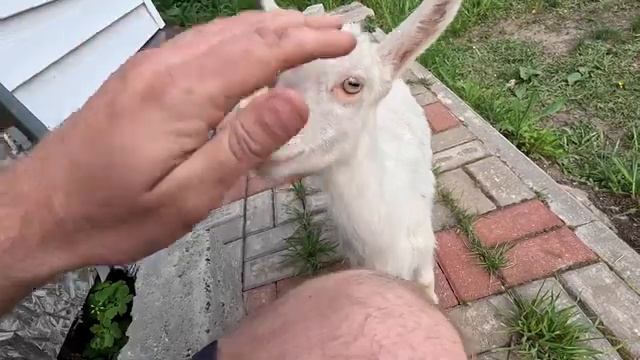РАЗВЕДЕНИЕ КОЗ ФЕРМА ДЛЯ НАЧИНАЮЩИХ