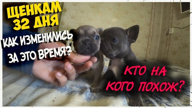 Щенки французского бульдога делают первые уверенные шаги.