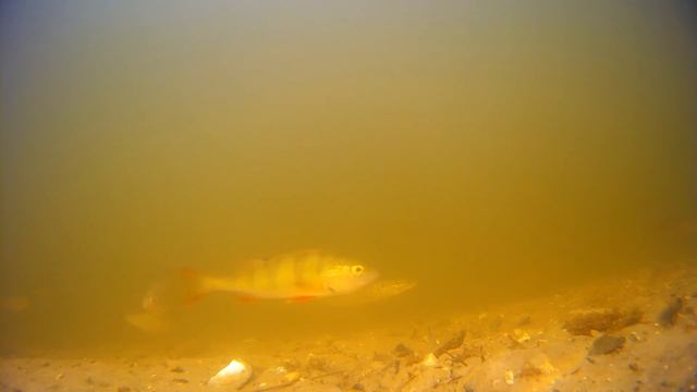 Движение рыб. Съемка под водой