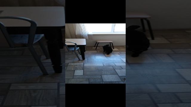 Очень смелый кот_20230411