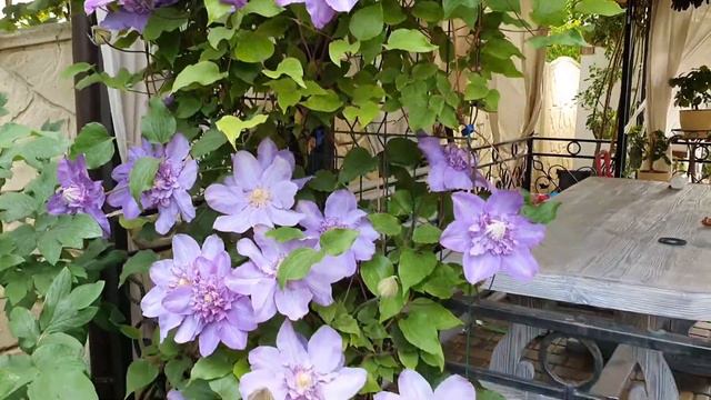 Клематис Countess of Lovelace (Кантес оф Лавлейс)🌸🌸🌸