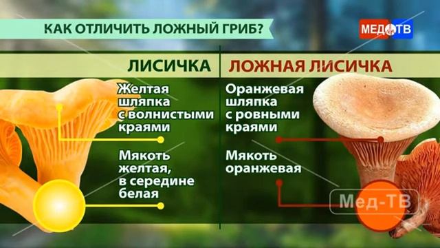 Ложные грибы